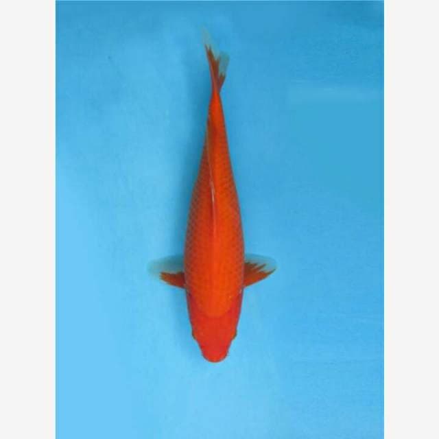 CENDRAWASIH KOI SHOP