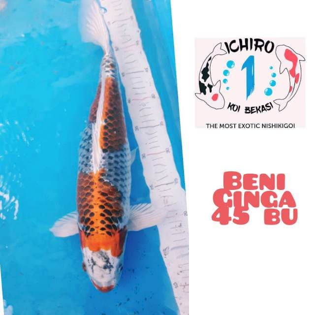 SQ Jumbo 2 Step Kuchibeni Beni Ginga 45Bu
