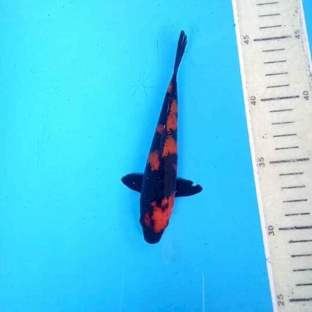 Hi utsuri 3rd Blitar koi show 2019