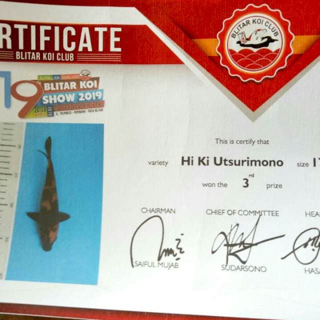 Hi utsuri 3rd Blitar koi show 2019