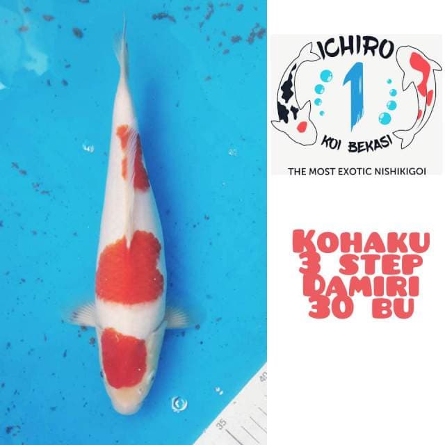 SQ Kohaku 3 Step F1 Sakai 30Bu