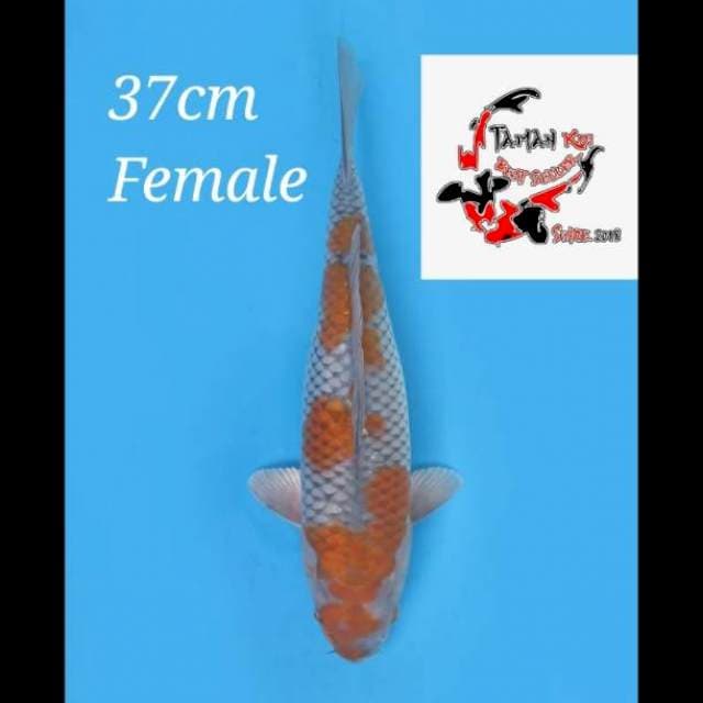 37cm female - Ochiba Shigure