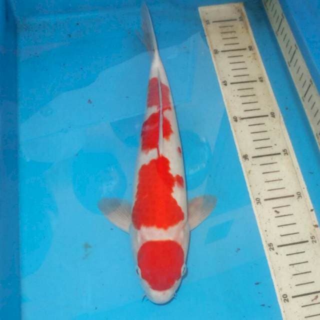 HQ KOHAKU