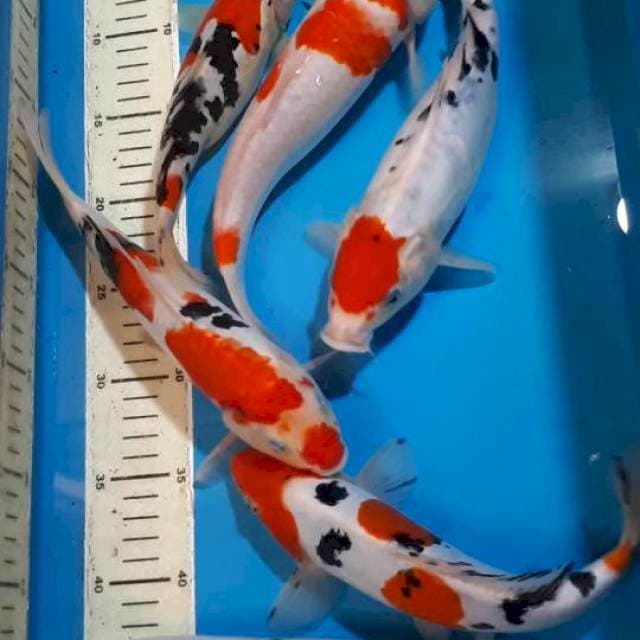 MIX KOI 25 SAMPAI 27 CM