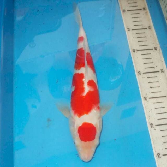 SQ KOHAKU