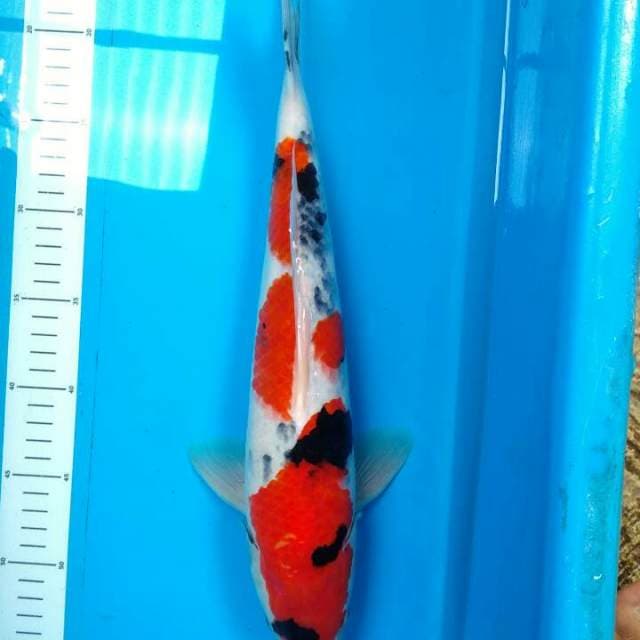 Tategoi showa calon raja (39cm)