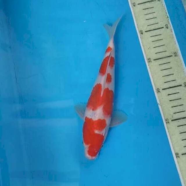 Yondan Kohaku