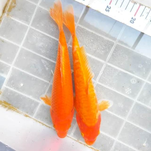 Aragoke beni +benigoi 26+25cm