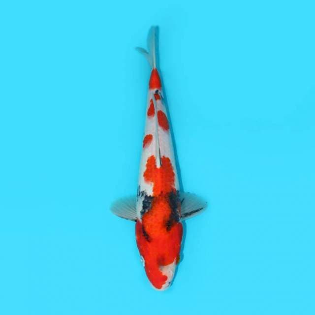 SHOWA TATEGOI 32 CM