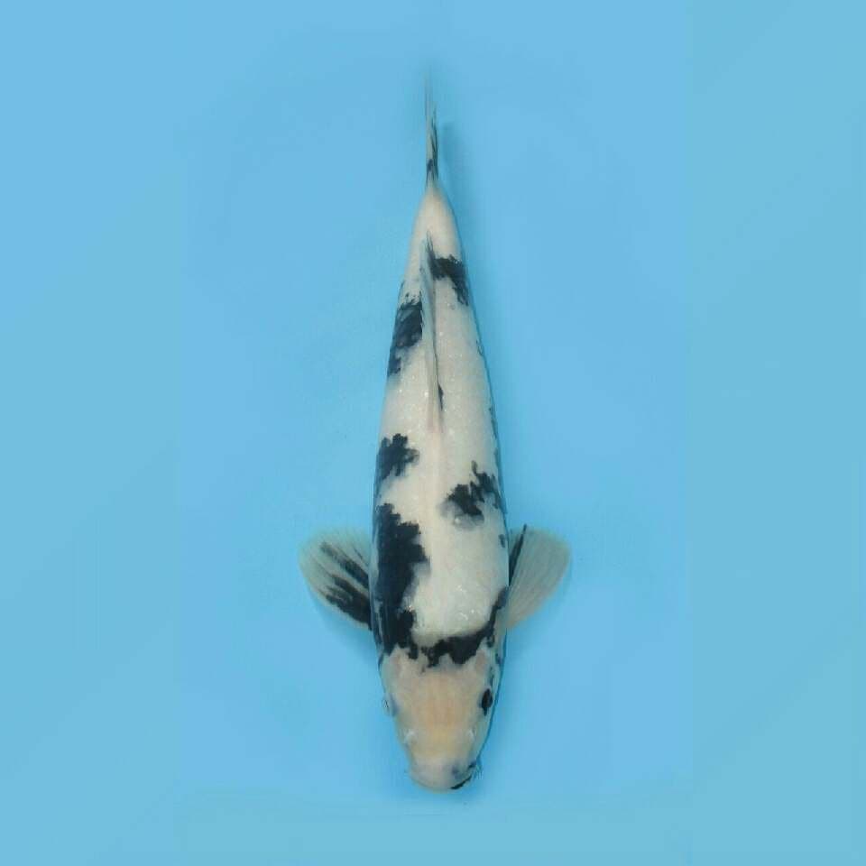 TATEGOI SHIRO F1 OMOSAKO 