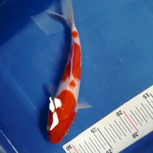Kohaku
