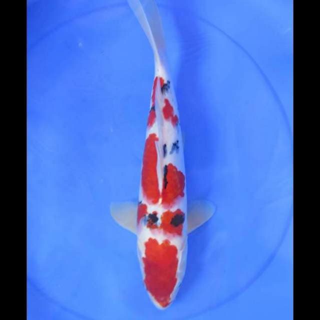 Taisho Sanke - 38cm Male
