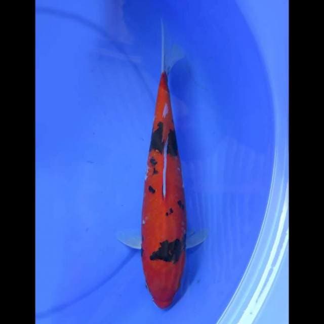 Hi Showa - 34cm Male 
