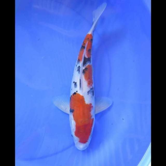 Sanke - 34cm Female