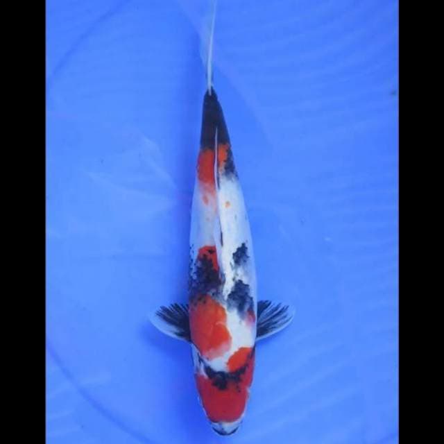 Showa Sanshoku - 30cm Female