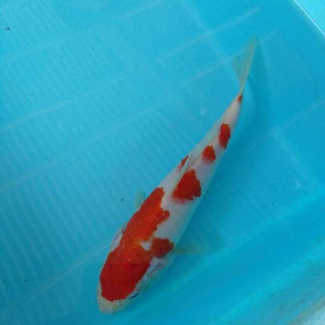 HWC (S of T)kohaku