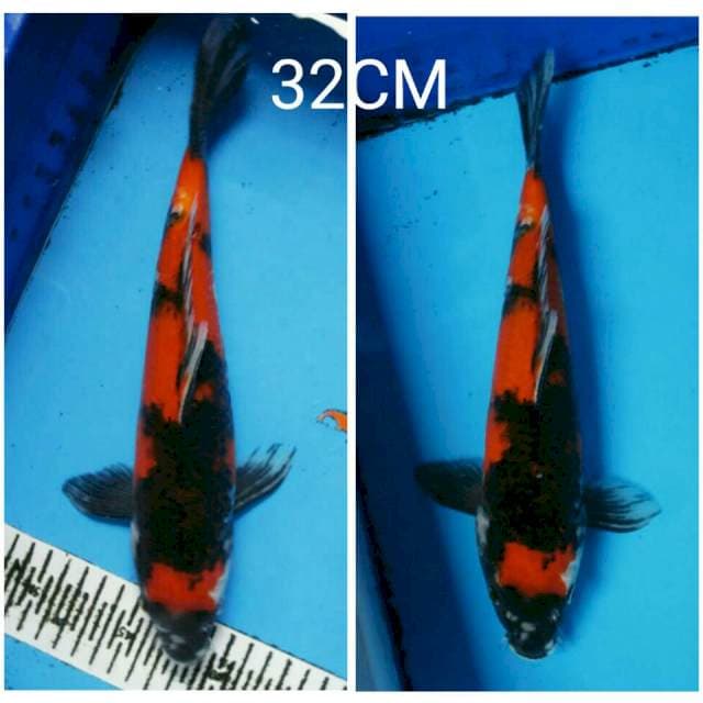 HI SHOWA 32CM