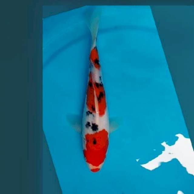 25CM - KUCHIBENI SANKE