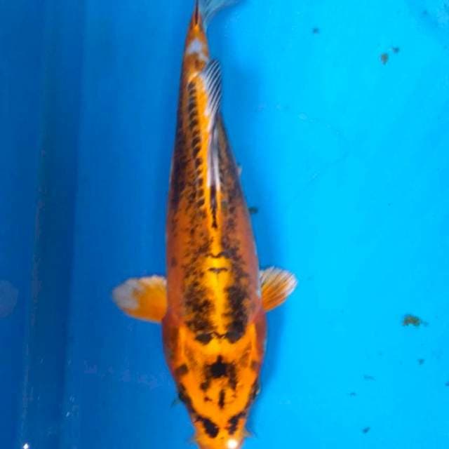 Kin kikokuryu