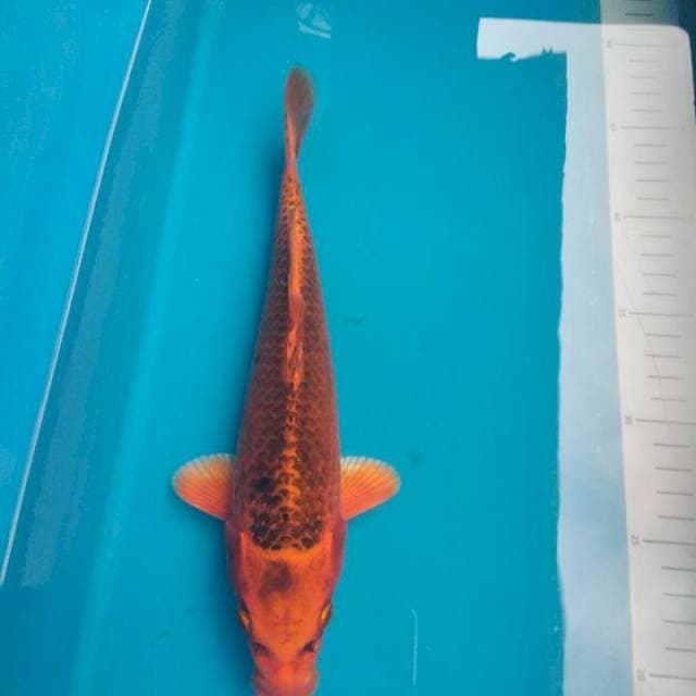 Matsuba 30cm