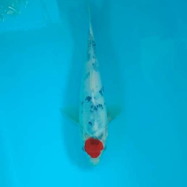 Tancho showa tategoi 25 cm