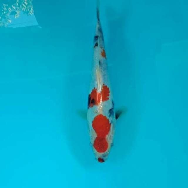 Showa tategoi 20 cm