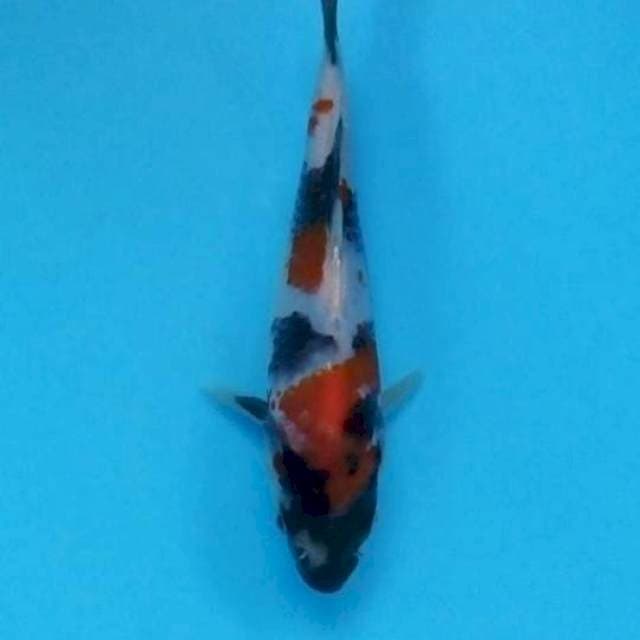 Showa 16 cm