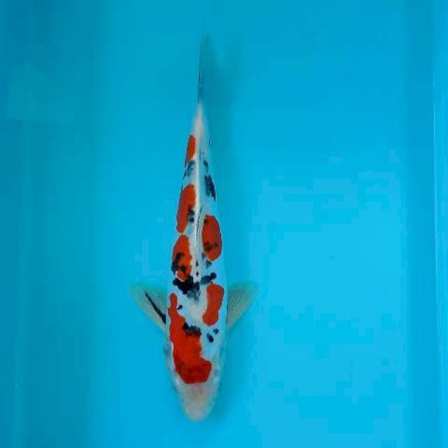 Sanke doitsu 31 cm