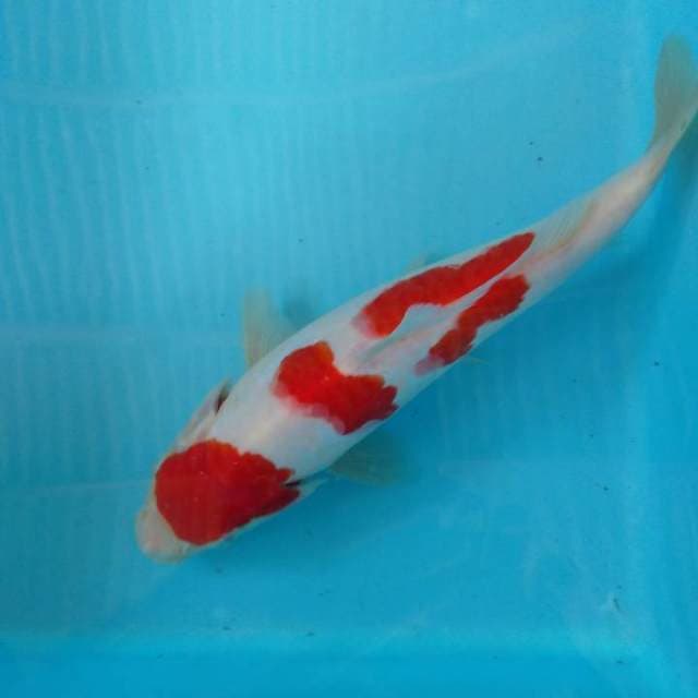 HWC (S of T)kohaku