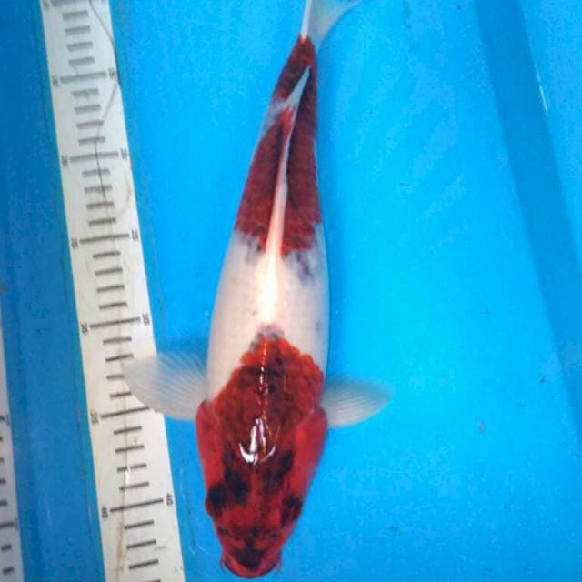 Budo goromo 37 cm