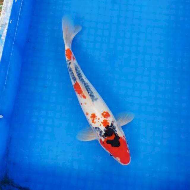 Showa kanoko