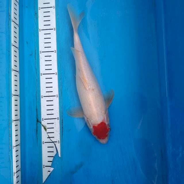 Tancho kohaku