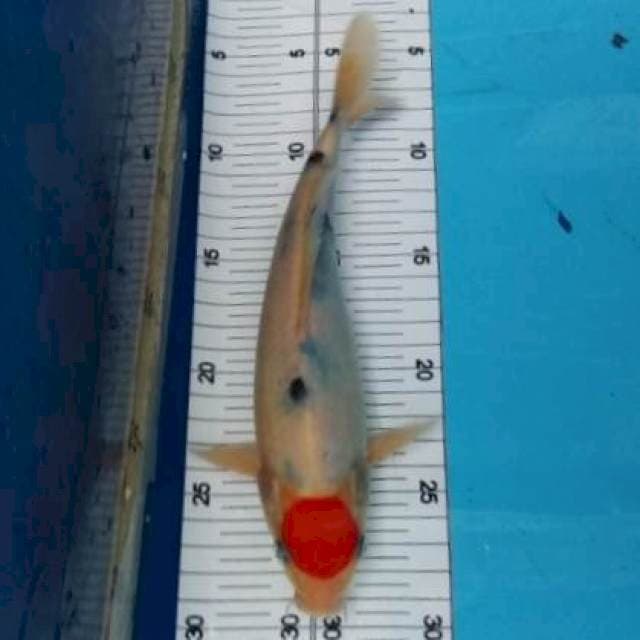 23 CM - TANCHO SANKE