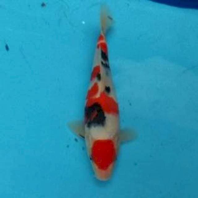 24 CM - SANKE