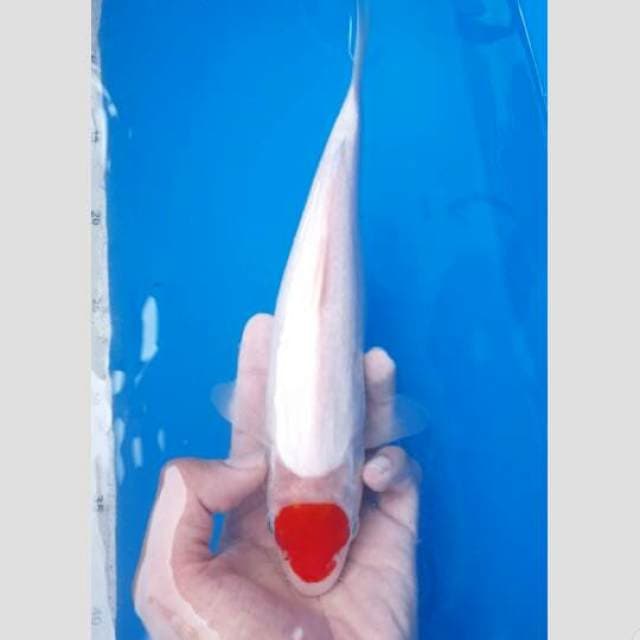 tancho kohaku original 30cm