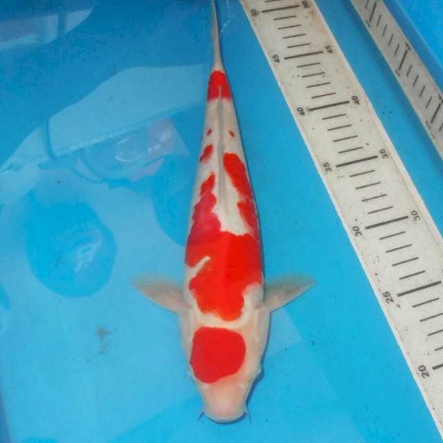 MARUTEN KOHAKU