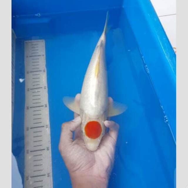 tancho 40cm edisi cuci gudang