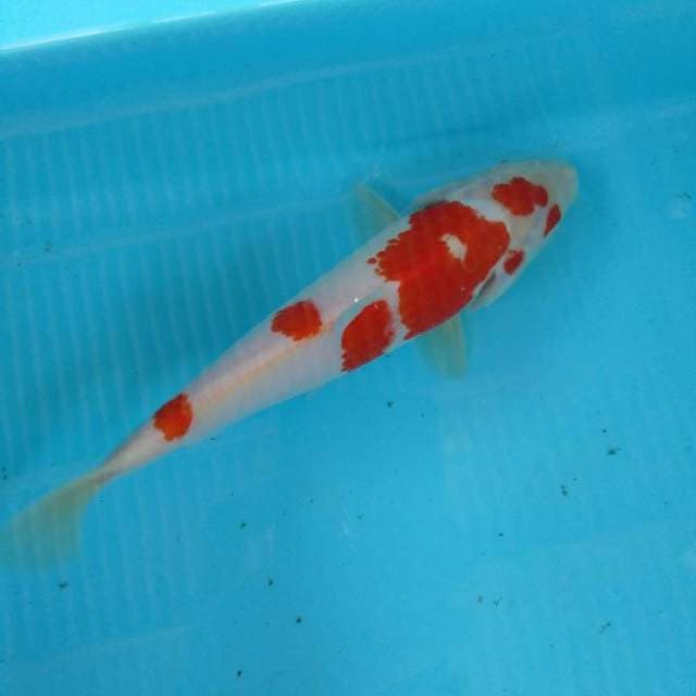 HWC (S of T)kohaku