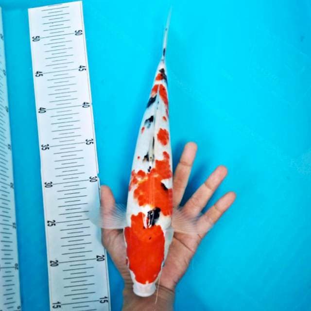 SANKE #35CM