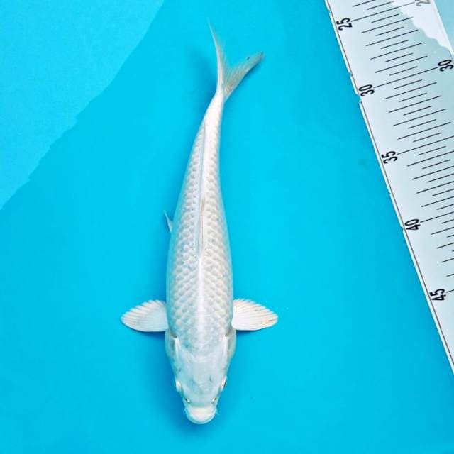 SALJU #26CM