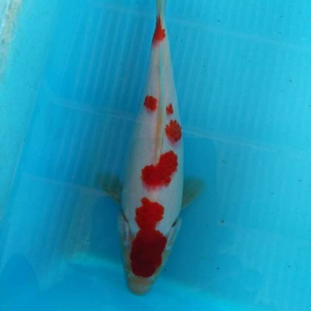 HWC (S of T)kohaku