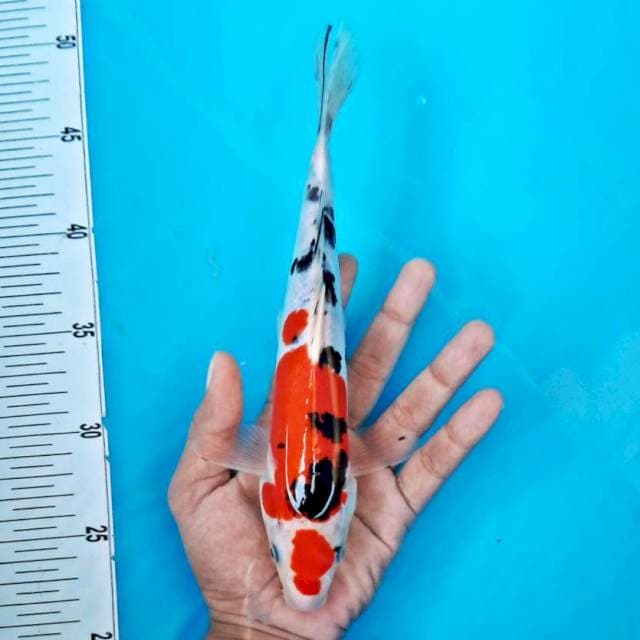 Maruten sanke*28cm