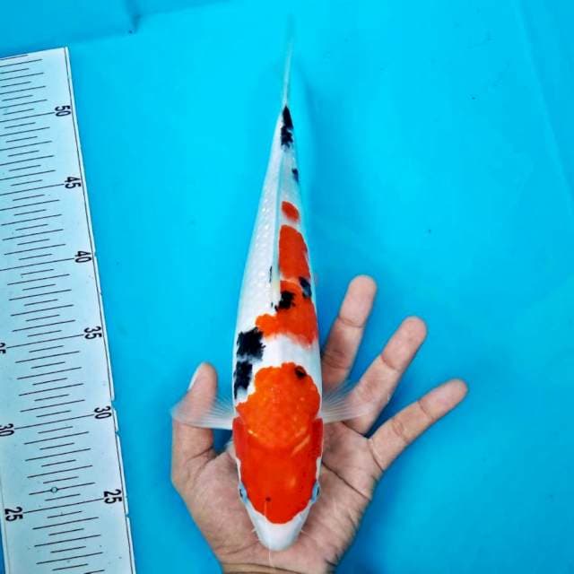 Sanke* 30cm