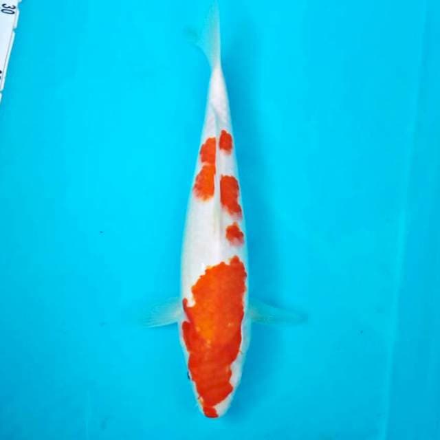 Kohaku*28cm