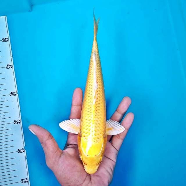 Yamabuki ogon *26cm