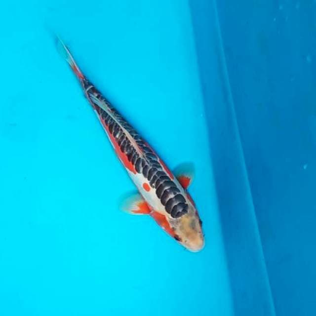 Shusui 30cm