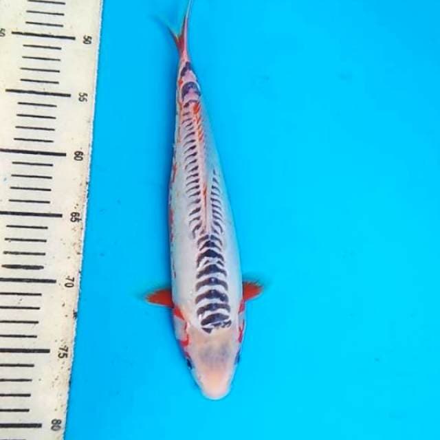 Shusui 30cm