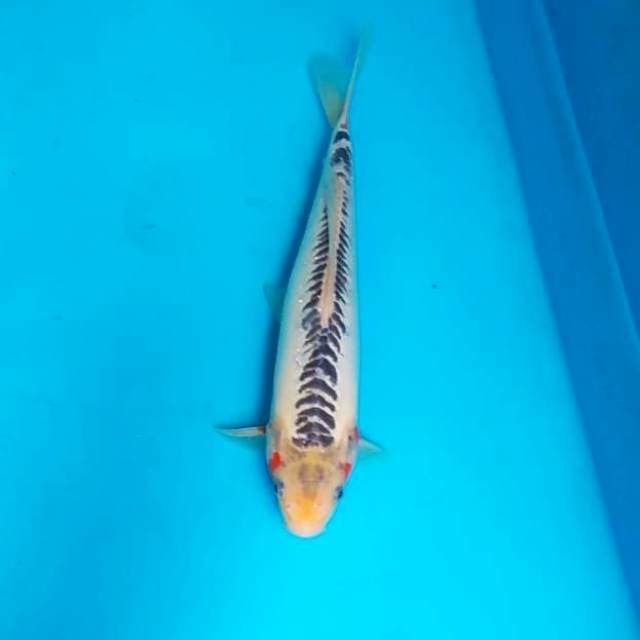 shusui 32cm