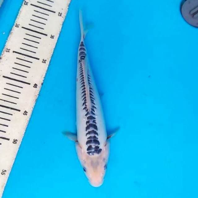 Shusui 30cm