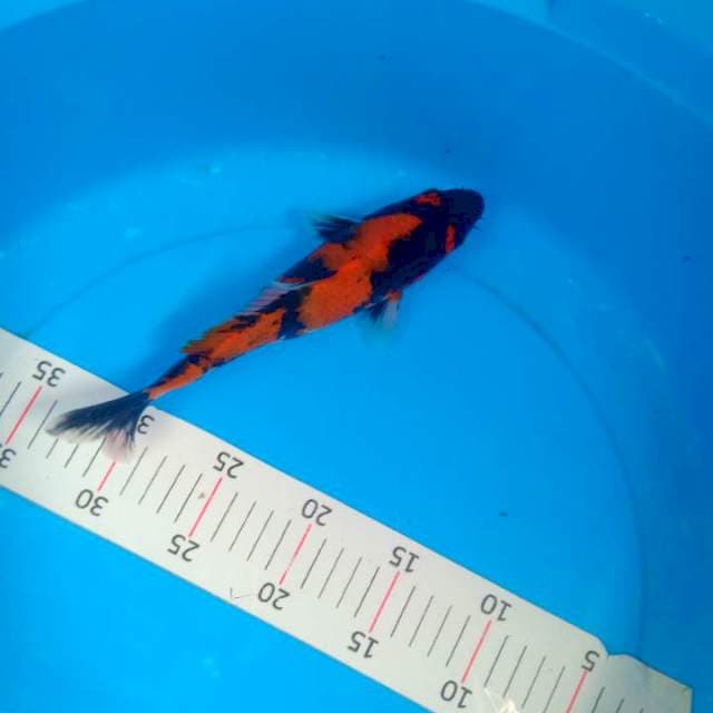 Hi utsuri